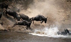 wildebeestmigration