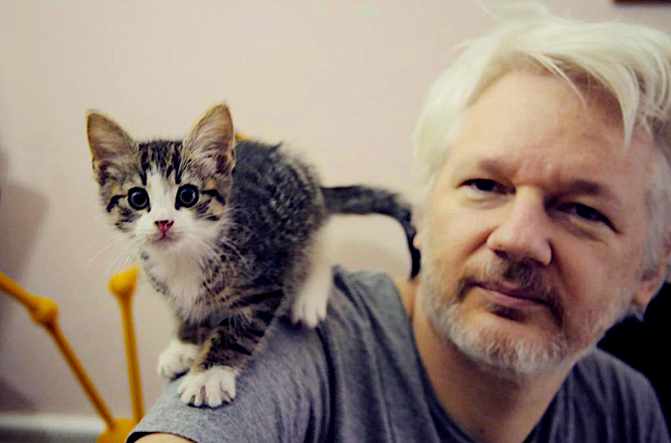 Imagini pentru assange cat