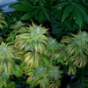 Medical marijuana, Acapulco gold. (Wikimedia)